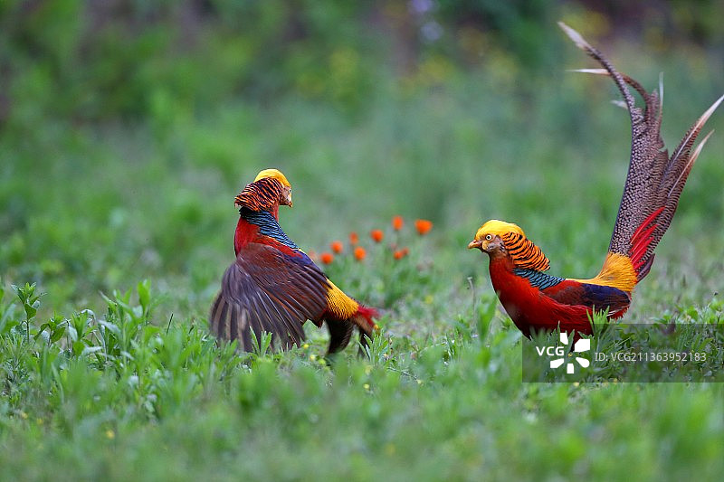 拍摄于陕西洋县的红腹锦鸡图片素材