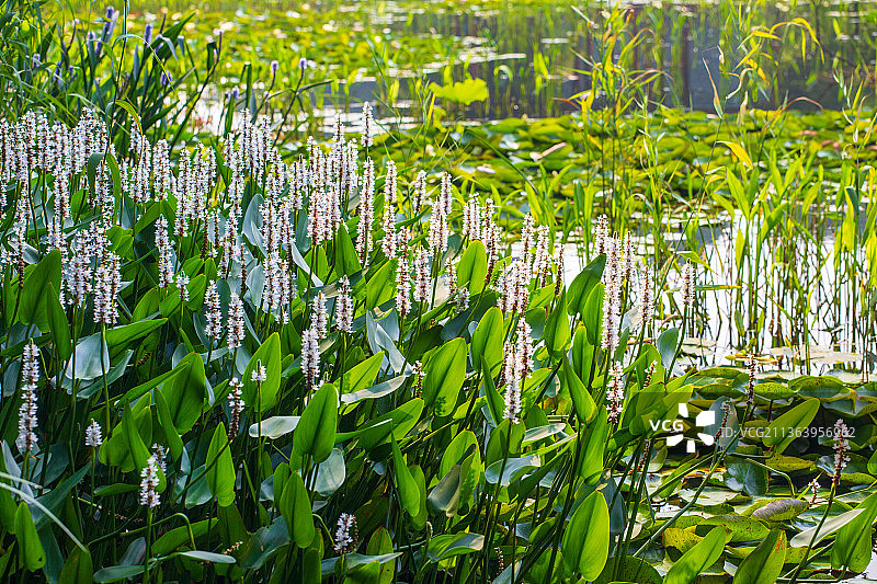 野外的梭鱼草图片素材