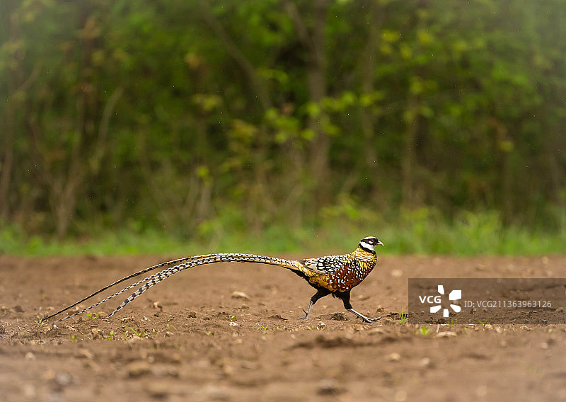 拍摄于湖北神农架的白冠长尾雉图片素材