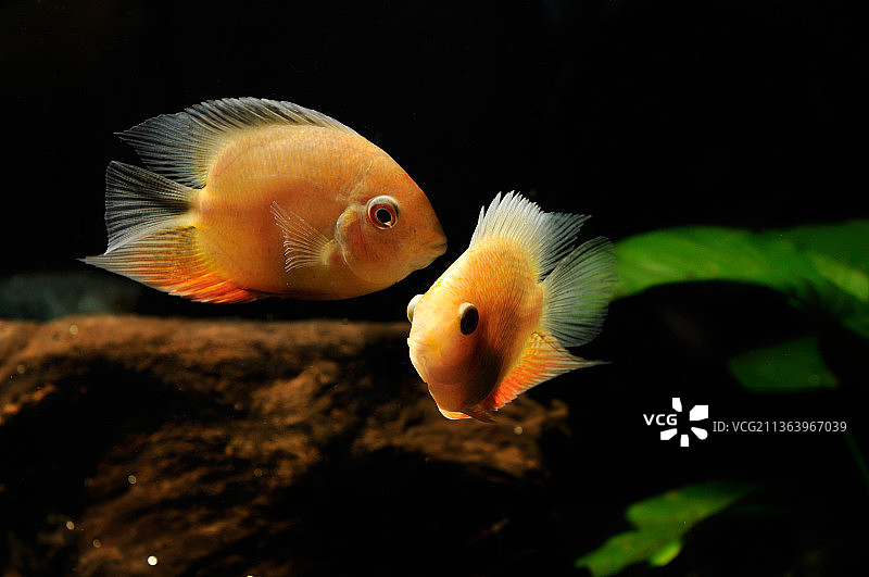 热带鱼图片素材