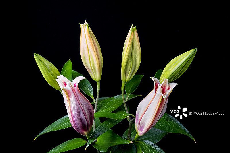 百合花图片素材