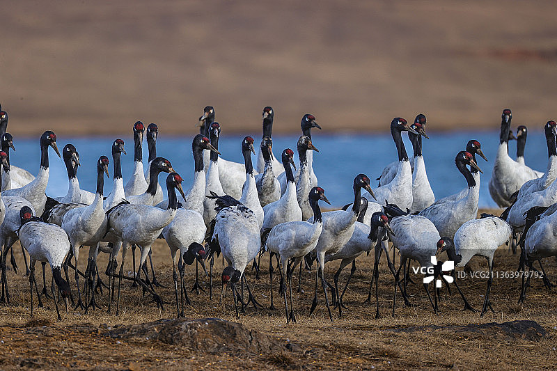 黑颈鹤的家园图片素材