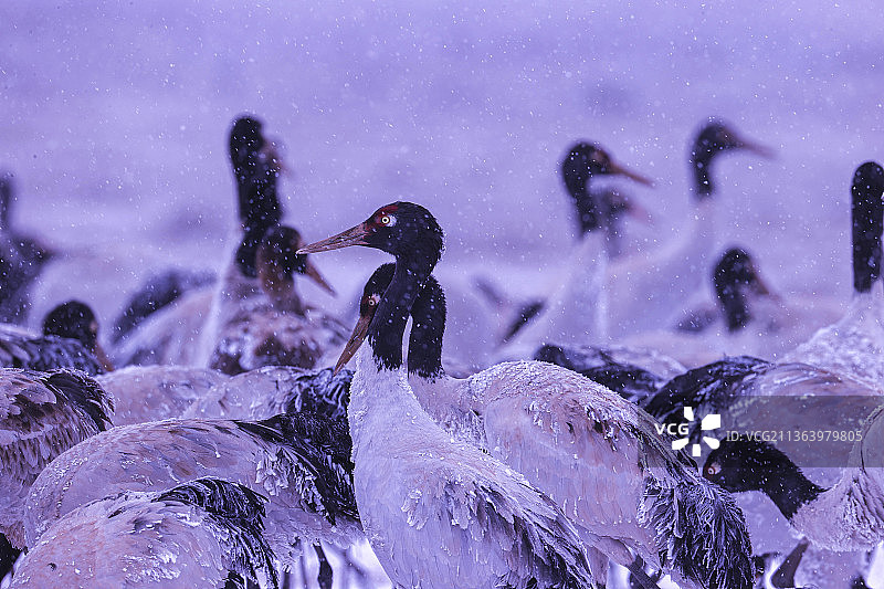 黑颈鹤的家园图片素材