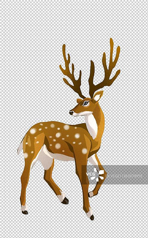 梅花鹿图片素材