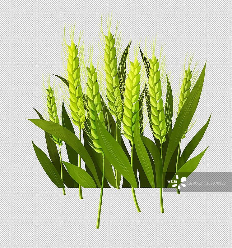 青色麦穗图片素材