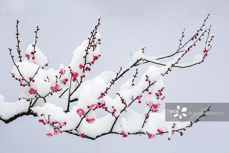 红梅傲雪，梅花香自苦寒来，梅花与古建筑，梅花盆景图片素材