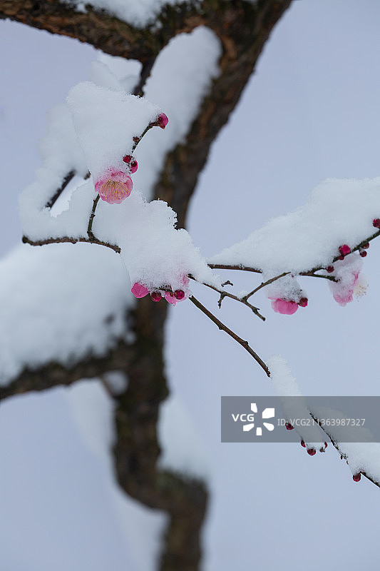 红梅傲雪，梅花香自苦寒来，梅花与古建筑，梅花盆景图片素材