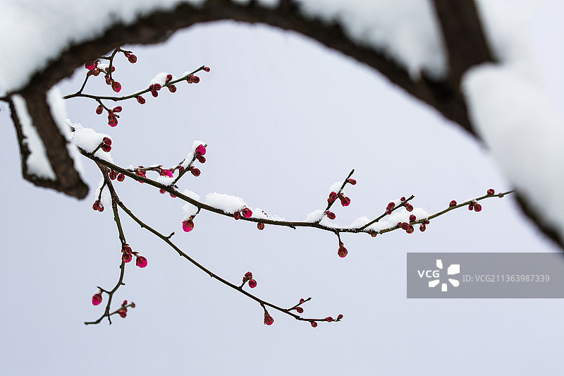 红梅傲雪，梅花香自苦寒来，梅花与古建筑，梅花盆景图片素材