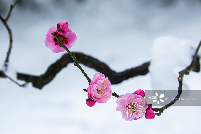 红梅傲雪，梅花香自苦寒来，梅花与古建筑，梅花盆景图片素材