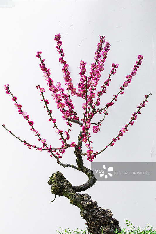 红梅傲雪，梅花香自苦寒来，梅花与古建筑，梅花盆景图片素材