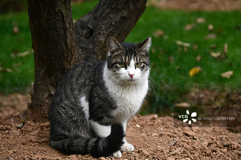 公园树下蹲坐着的一只狸花猫图片素材