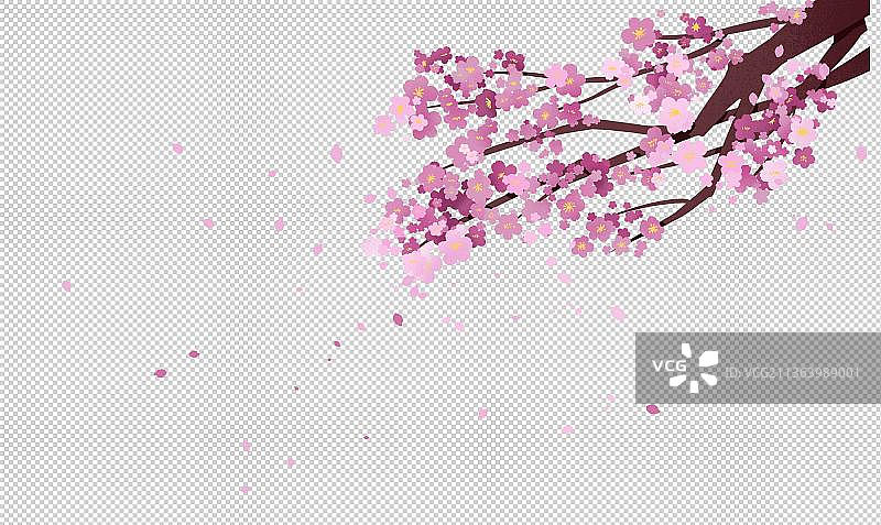 樱花树图片素材