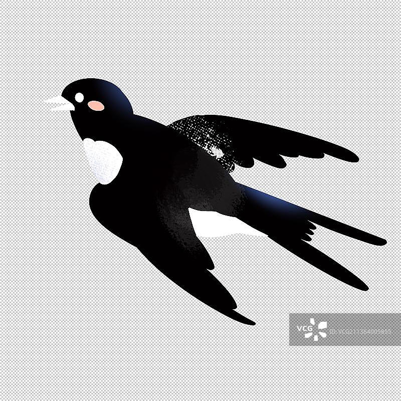 燕子乌鸦飞禽类 飞翔鸟 动物主题世界 大自然 可爱图片素材