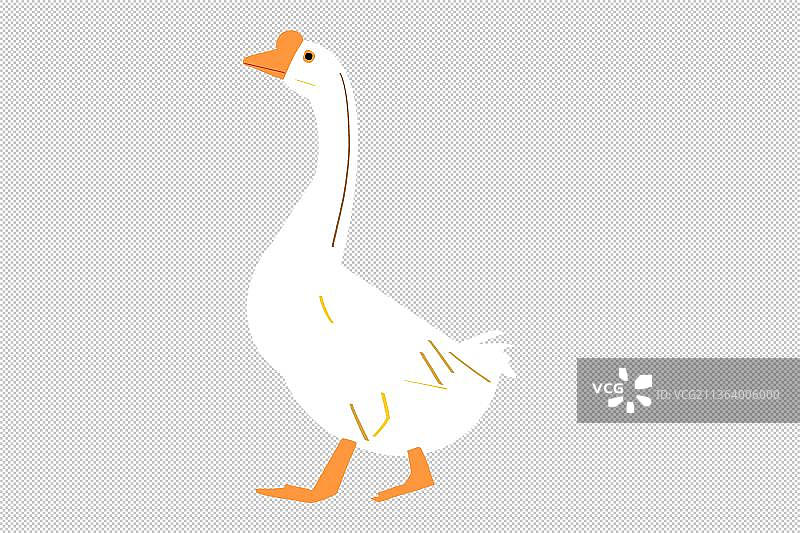 家禽 大白鹅 动物主题世界 大自然 可爱图片素材