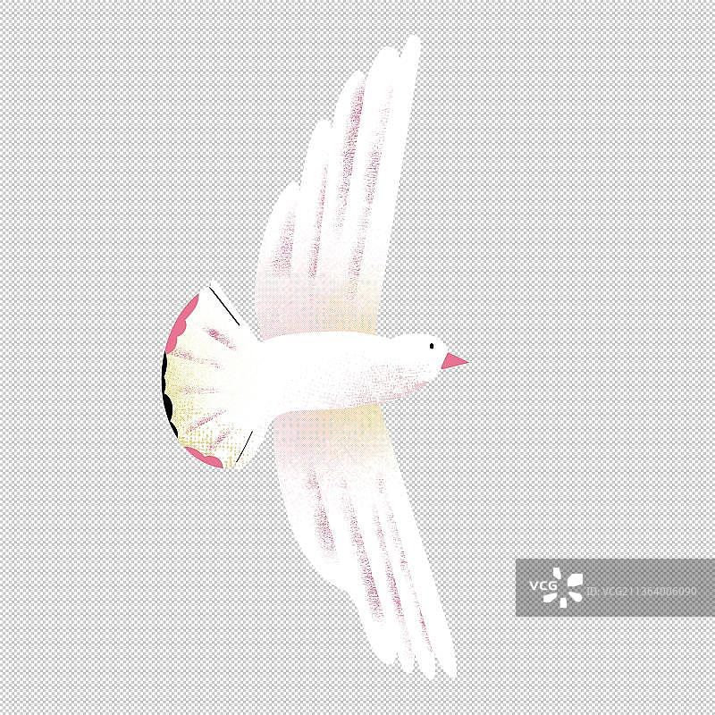 白鸽子海鸥海鸟飞禽类 飞翔鸟 动物主题世界 大自然 可爱图片素材