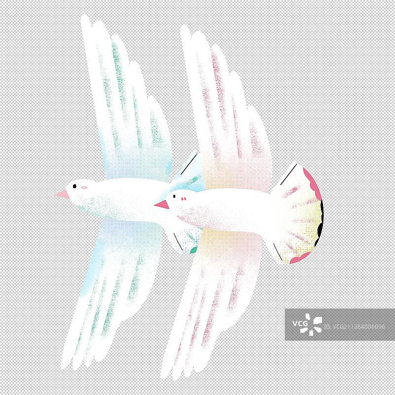 白鸽子海鸥海鸟飞禽类 飞翔鸟 动物主题世界 大自然 可爱图片素材