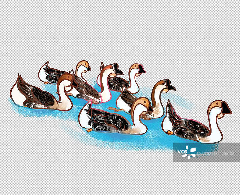 狮头鹅 家禽水飞禽 鸟 动物主题世界 大自然 可爱图片素材