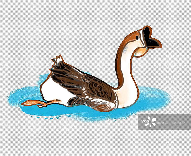 狮头鹅 家禽水飞禽 鸟 动物主题世界 大自然 可爱图片素材