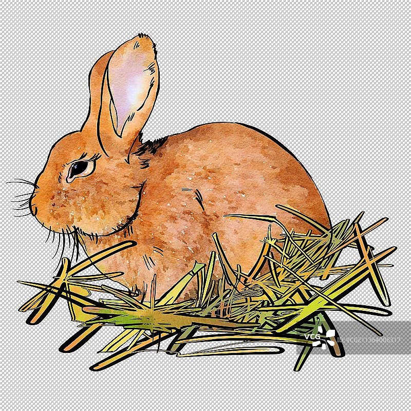 兔子,一只动物,哺乳纲,白昼,家畜动物主题世界 大自然 可爱图片素材
