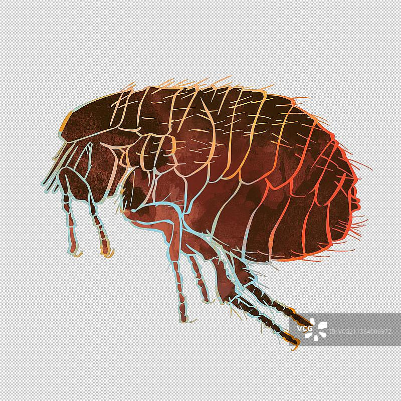 跳蚤害虫肮脏疾病病毒 动物主题世界 大自然 可爱图片素材