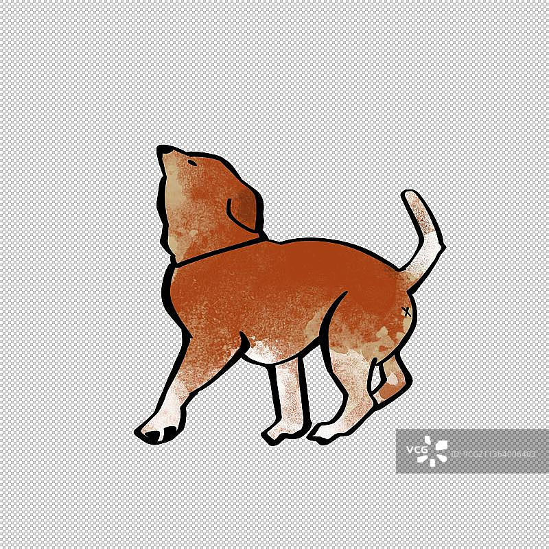 小狗宠物狗流浪狗 动物主题世界 大自然 可爱图片素材