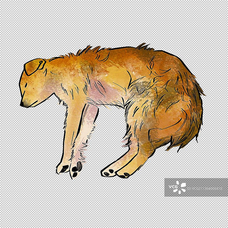 小狗宠物狗流浪狗 动物主题世界 大自然 可爱图片素材