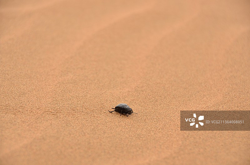 亚洲中国内蒙古阿拉善著名旅游景点古腾格里沙漠，广袤的金黄色沙漠里的纳米布沙漠甲虫图片素材