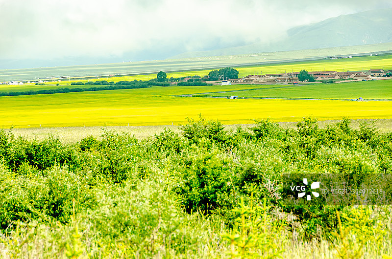 夏季中国青海海北门源县的油菜花和山图片素材