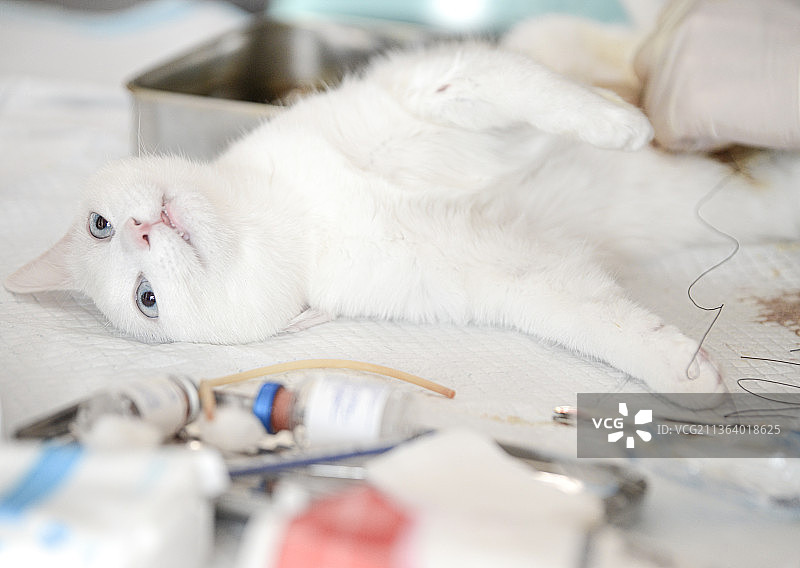 宠物猫咪绝育去势手术健康兽医麻醉动物医院诊所图片素材