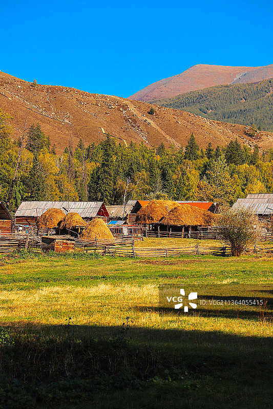 中国新疆阿勒泰白哈巴村秋天美丽的乡村牧场田园风光图片素材