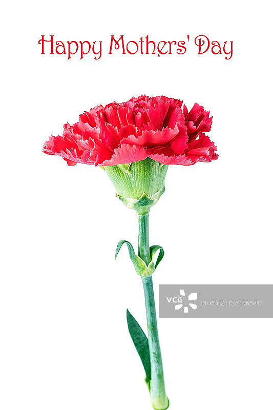 白背景上一朵康乃馨鲜花图片素材