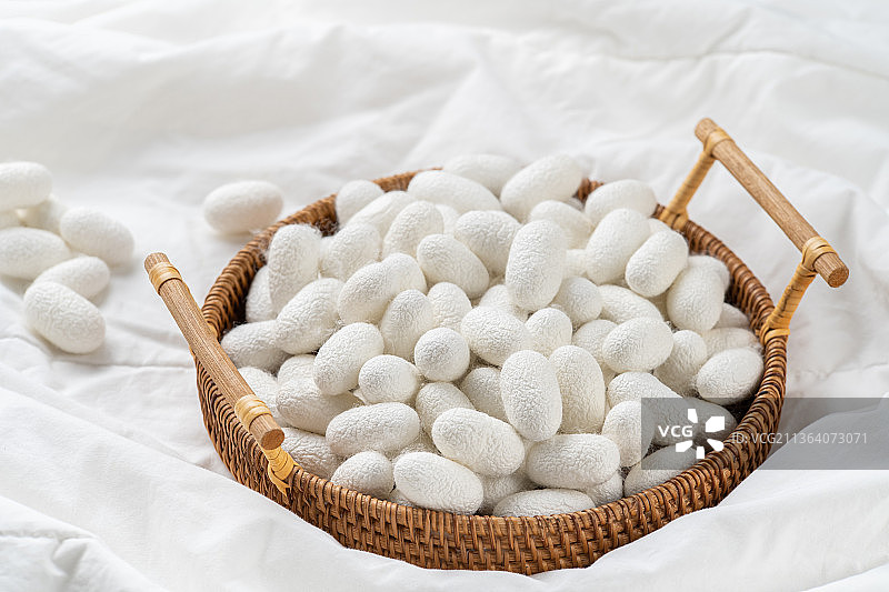 天然蚕茧图片素材