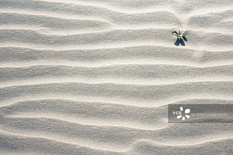 倔强的生命（上川岛飞沙滩景区）图片素材