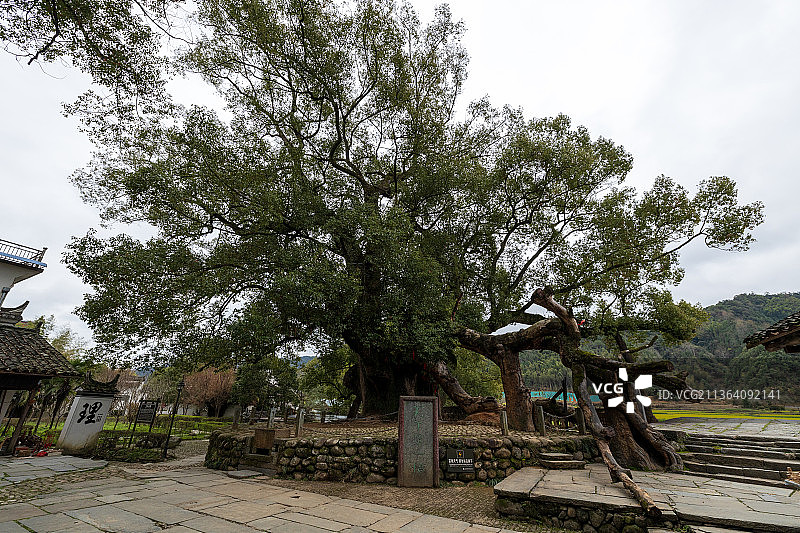 婺源严田古樟图片素材