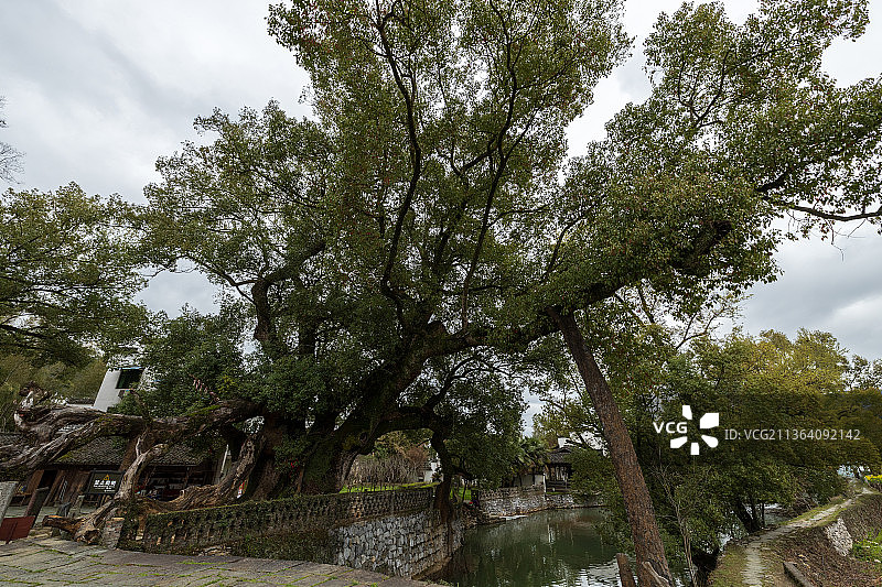 婺源严田古樟图片素材