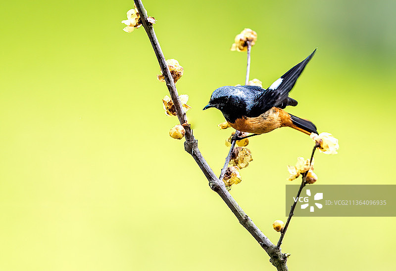 红尾鸲飞上腊梅枝条觅图片素材