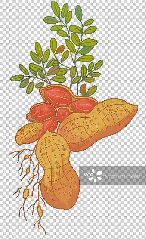 生长的花生特写镜头图片素材