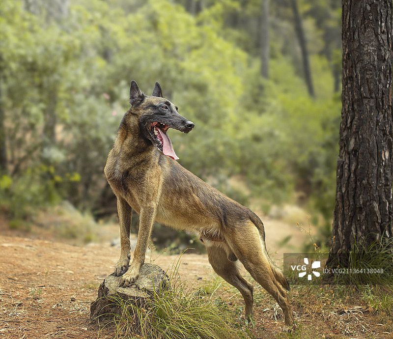 森林里树干上的比利时马里努阿犬图片素材