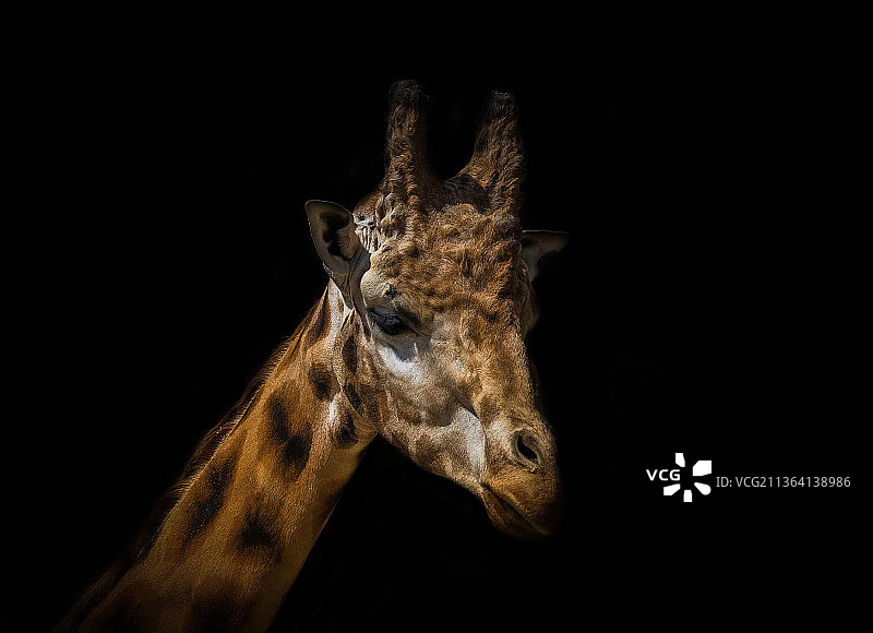 德国长颈鹿创意编辑特写图片素材
