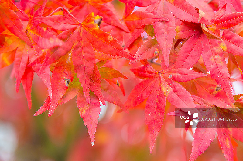 红色秋叶，树上枫叶特写图片素材