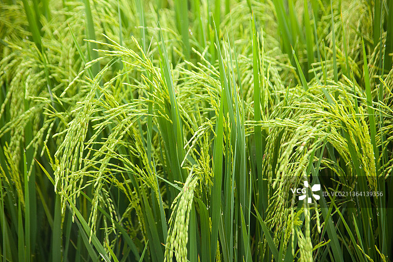 稻田全景图片素材