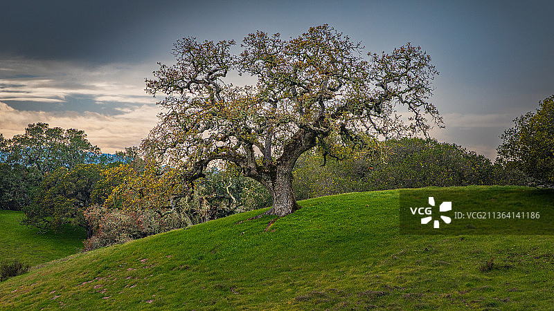 美国的田野树木图片素材