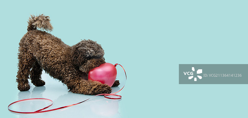 狗狗庆祝情人节，贵宾犬玩气球（西班牙赫罗纳）图片素材