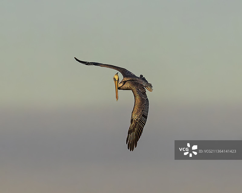 褐鹈鹕在埃斯特罗湾搜寻鱼类，迈尔斯堡海滩，佛罗里达州，美国图片素材