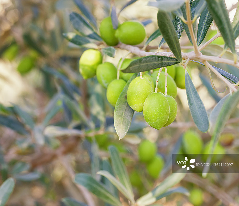 绿色橄榄枝特写：树上生长的果实图片素材