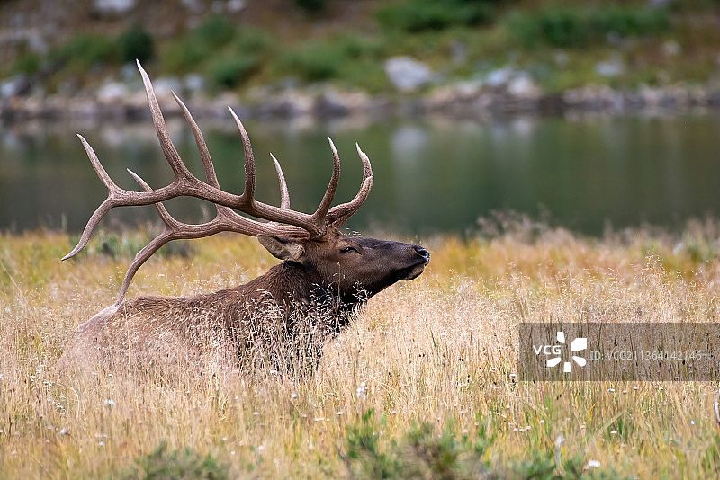 落基山脉麋鹿，加拿大马鹿，拉里默县，科罗拉多州，美国图片素材