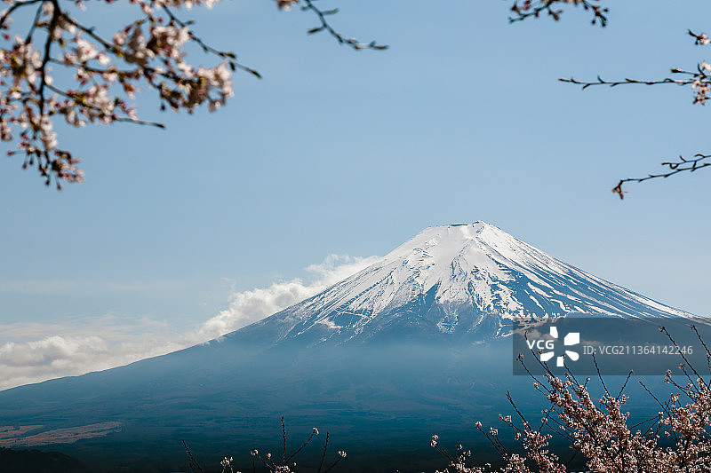 富士山与樱花：雪山风光图片素材