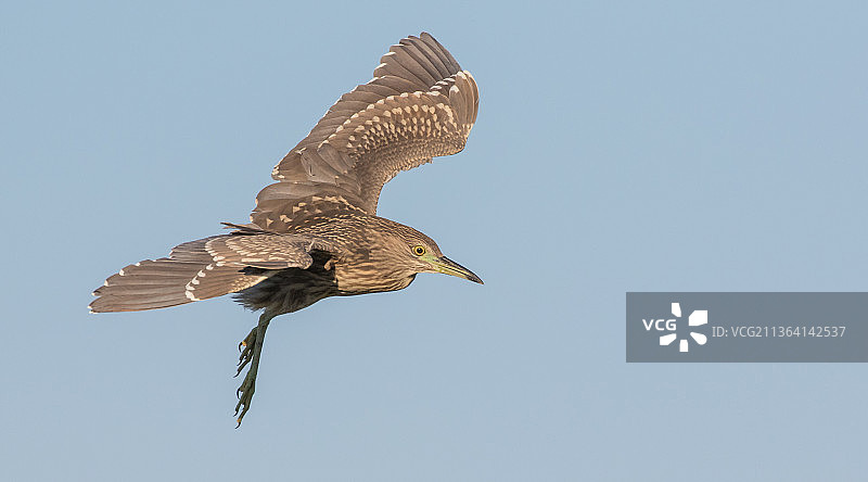 夜鹭，低角度观看鹭在晴朗的天空飞翔，阿克罗蒂里，英国图片素材