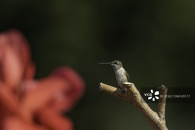 蜂鸟栖息在美人蕉花旁，美国密苏里州图片素材