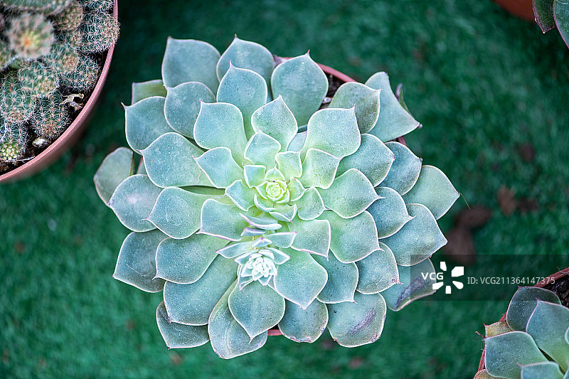 多肉植物特写（卡塔尔多哈）图片素材